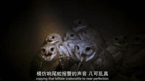 超凡动物奇观,超凡动物的神秘世界